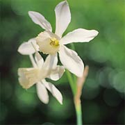 Narcissus 'Thalia'